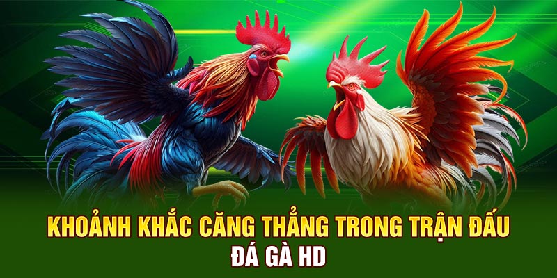 Khoảnh khắc căng thẳng trong trận đấu đá gà HD
